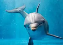 golfinho símbolo